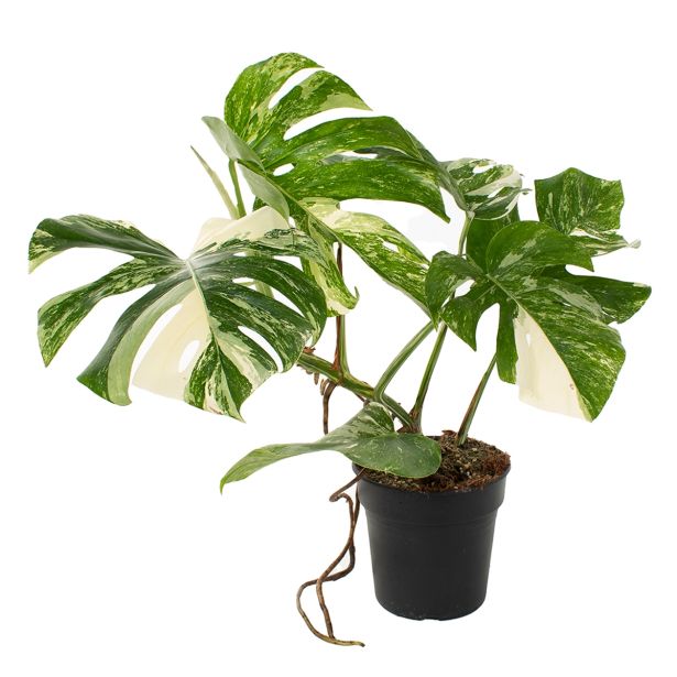 MONSTERA L17