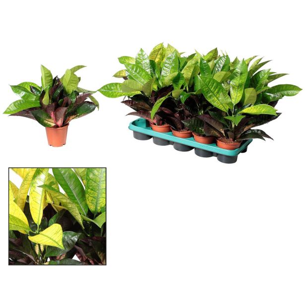 KROTON MRS ICETON L12