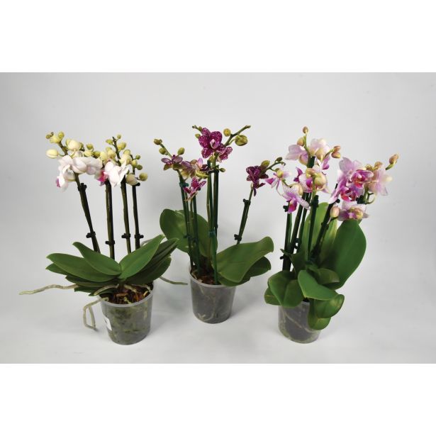 ORHIDEJA MULTIMIX 5 BARV L12