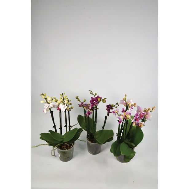 ORHIDEJA MULTIMIX 5 BARV L12