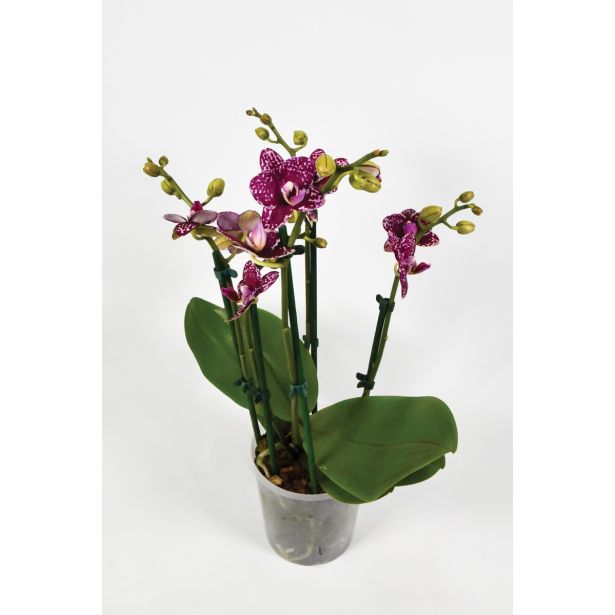 ORHIDEJA MULTIMIX 5 BARV L12
