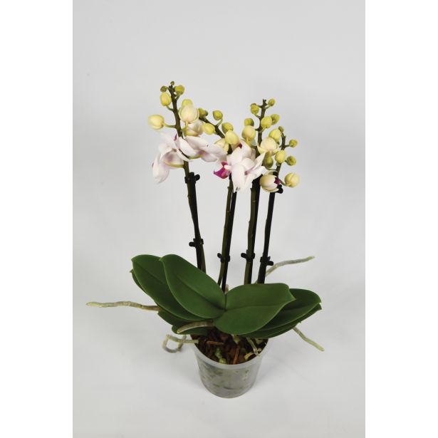 ORHIDEJA MULTIMIX 5 BARV L12