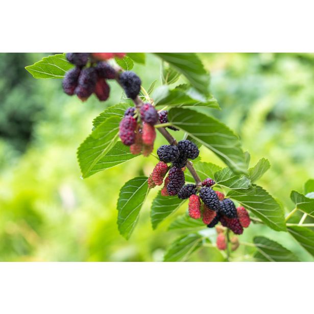 MURVA GALICIJA ČRNA L24