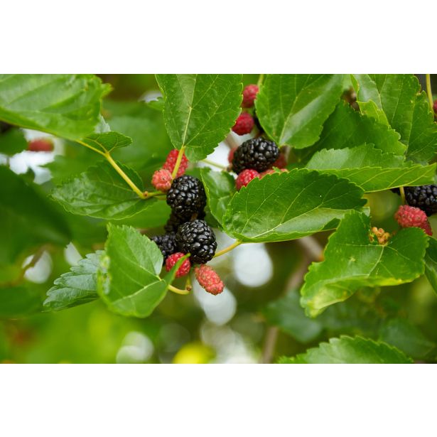 MURVA MILANOWEK ČRNA L24