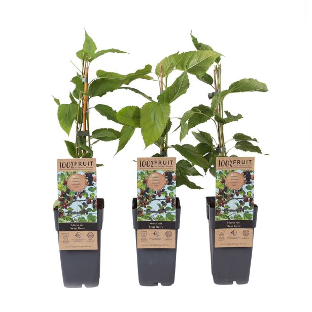 MURVA MORUS MOJO BERRY L2 L