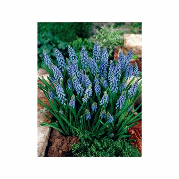 POMLADI CVETOČA ČEBULICA HOLLAND BULB MARKET MUSCARI ARMENIACUM 7/8 20KOS