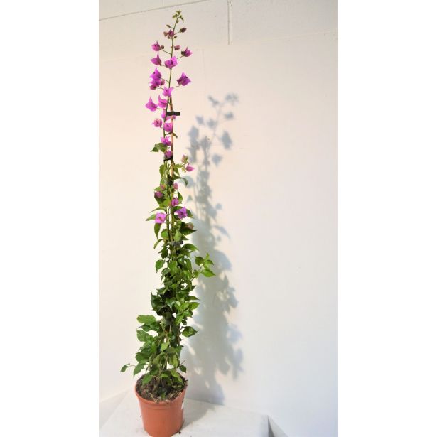 BUGENVILIJA NA STEBLU L16