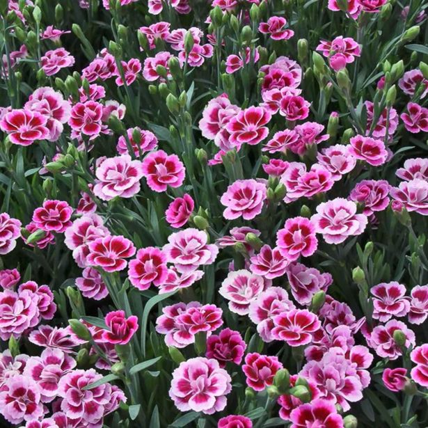 NAGELJ L 10.5CM