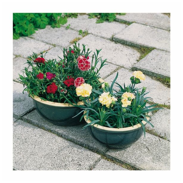 NAGELJ PREZIMNI L10.5 SUNFLOR