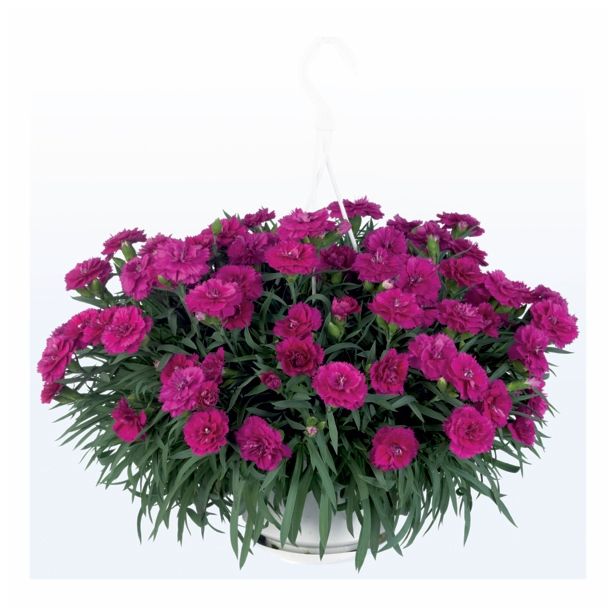 NAGELJ PREZIMNI L10.5 SUNFLOR