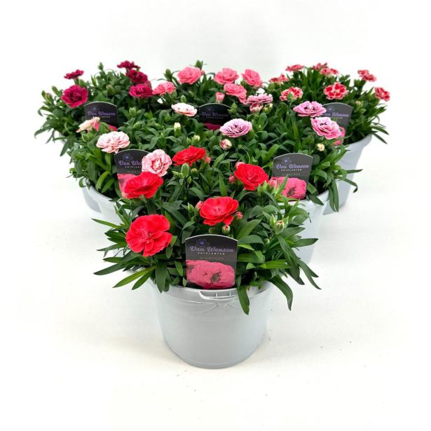 NAGELJ TRAJNICA OSCAR MIX L17 CM