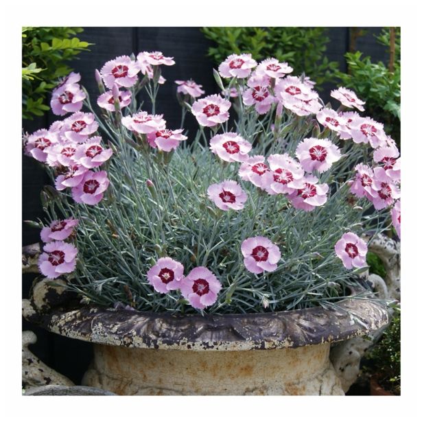 NAGELJ VOLMARY DIŠEČI L11