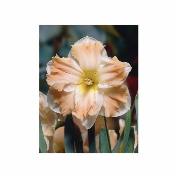 POMLADI CVETOČA ČEBULICA HOLLAND BULB MARKET NARCISA CUM LAUDE 12/14 5KOS