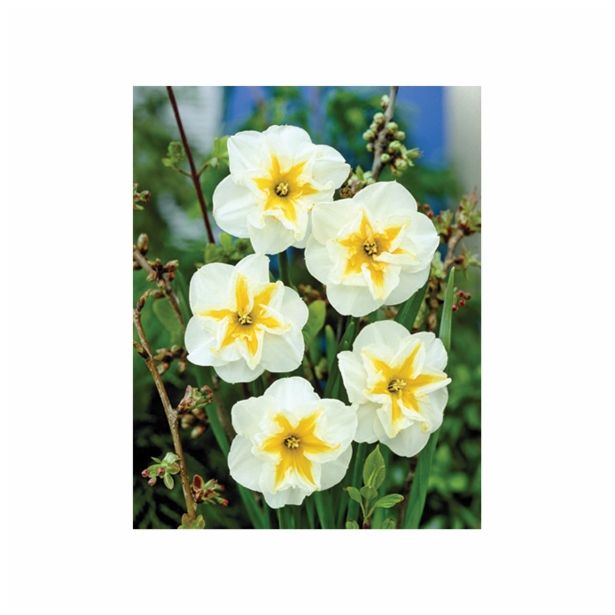 NARCISA HOLLAND BULB MARKET DELTA 12/14 5KOS