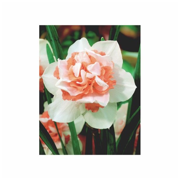 NARCISA HOLLAND BULB MARKET DVOJNA DELNASAUGH 12/14 5KOS