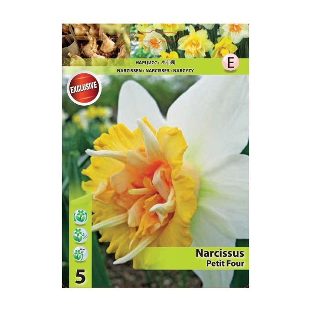POMLADI CVETOČA ČEBULICA HOLLAND BULB MARKET NARCISA DVOJNA PETIT FOUR 12/14 5 KOS