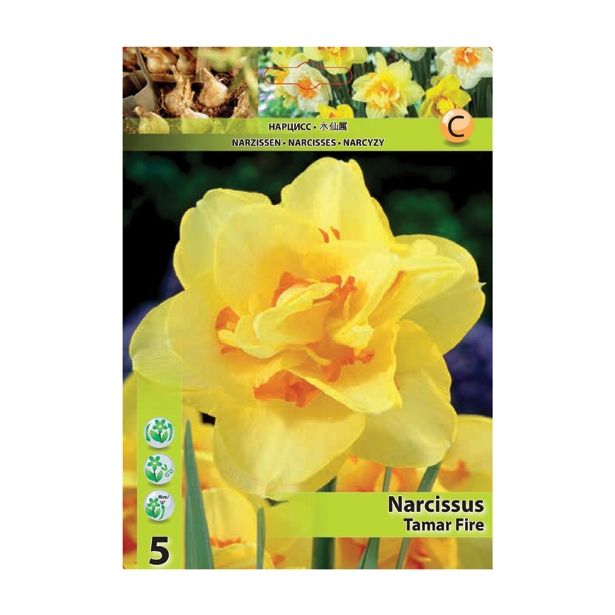 NARCISA HOLLAND BULB MARKET DVOJNA TAMAR FIRE 12/14 5 KOS