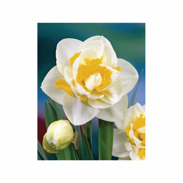 POMLADI CVETOČA ČEBULICA HOLLAND BULB MARKET NARCISA DVOJNA UNIQUE 12/14 5KOS