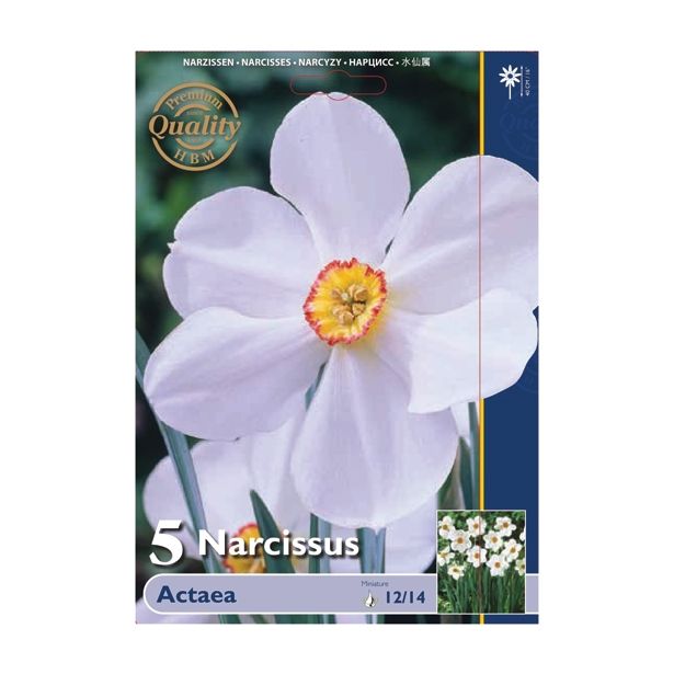 POMLADI CVETOČA ČEBULICA HOLLAND BULB MARKET NARCISA MINI ACTAEA 12/14 5KOS