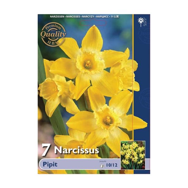 POMLADI CVETOČA ČEBULICA HOLLAND BULB MARKET NARCISA MINI PIPIT 10/12 7KOS