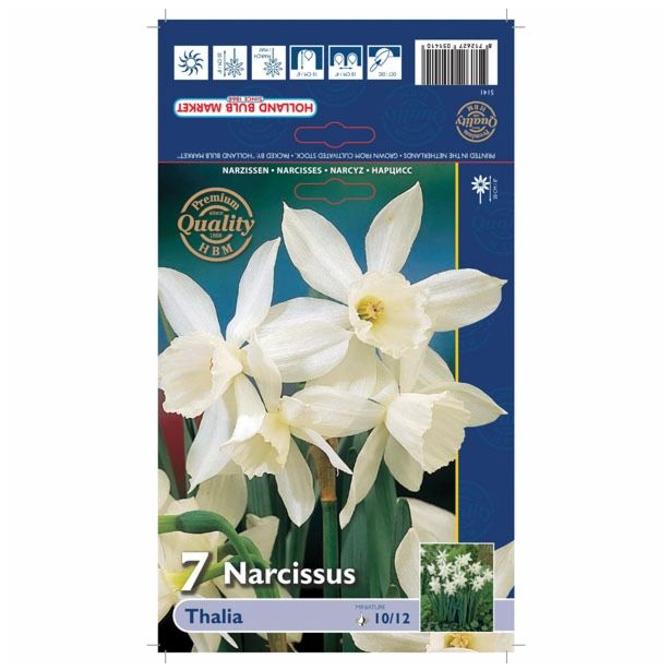 POMLADI CVETOČA ČEBULICA HOLLAND BULB MARKET NARCISA MINI THALIA 10/12 7KOS