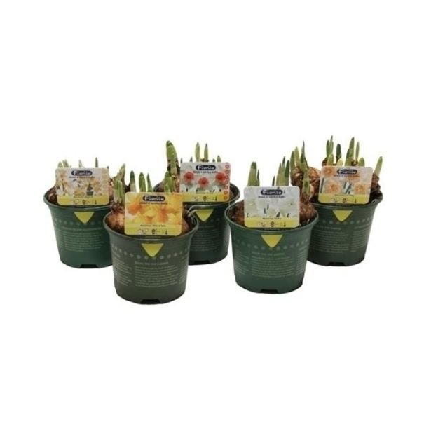 CVETOČA SOBNA RASTLINA NARCISA MIX L13