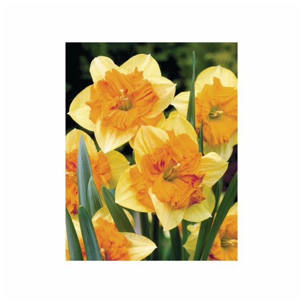 POMLADI CVETOČA ČEBULICA HOLLAND BULB MARKET NARCISA MONDRAGON 12/14 5KOS