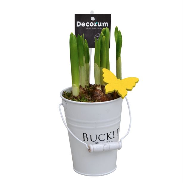 CVETOČA SOBNA RASTLINA NARCISA V VEDRU L10