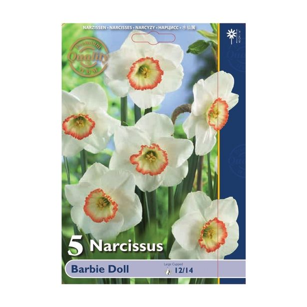 POMLADI CVETOČA ČEBULICA HOLLAND BULB MARKET NARCISA VELIKOCVETNA BARBIE DOLL 12/14 5 KOS