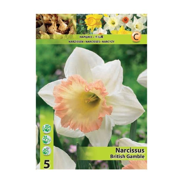 POMLADI CVETOČA ČEBULICA HOLLAND BULB MARKET NARCISA VELIKOCVETNA BRITISH GAMBLE 12/14
