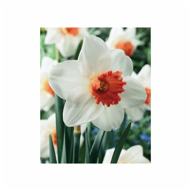 POMLADI CVETOČA ČEBULICA HOLLAND BULB MARKET NARCISA VELIKOCVETNA COOL FLAME 12/14 5KOS