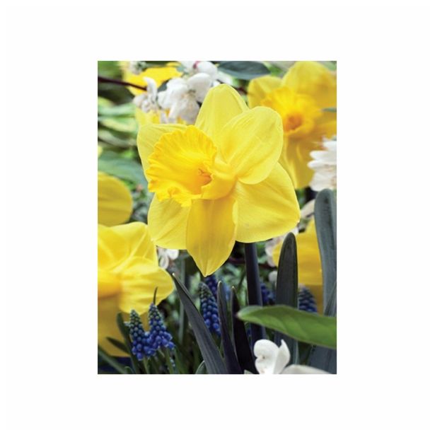 POMLADI CVETOČA ČEBULICA HOLLAND BULB MARKET NARCISA VELIKOCVETNA DUTCH MASTER 12/14 5KOS