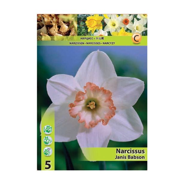 POMLADI CVETOČA ČEBULICA HOLLAND BULB MARKET NARCISA VELIKOCVETNA JANIS BABSON 12/14 5 KOS