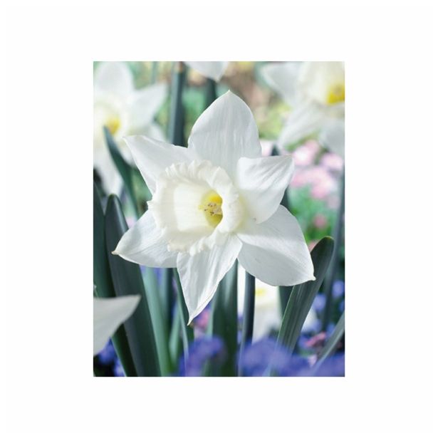 POMLADI CVETOČA ČEBULICA HOLLAND BULB MARKET NARCISA VELIKOCVETNA MOUNT HOOD 12/14 5KOS