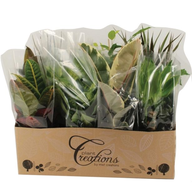 MIX ZELENIH RASTLIN NASADEK L12