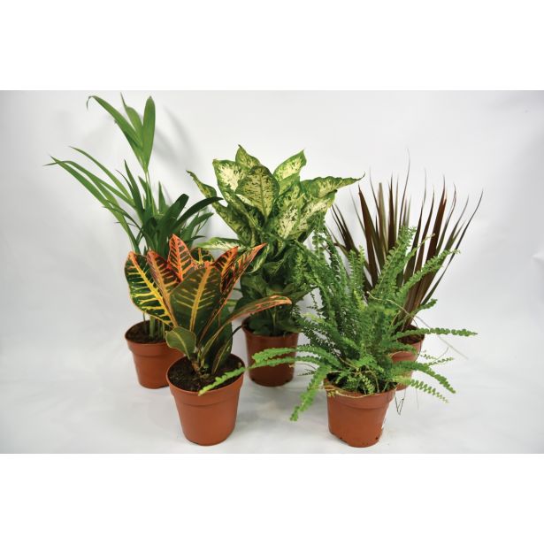 MIX ZELENIH RASTLIN NASADEK L12