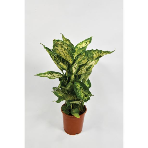 MIX ZELENIH RASTLIN NASADEK L12