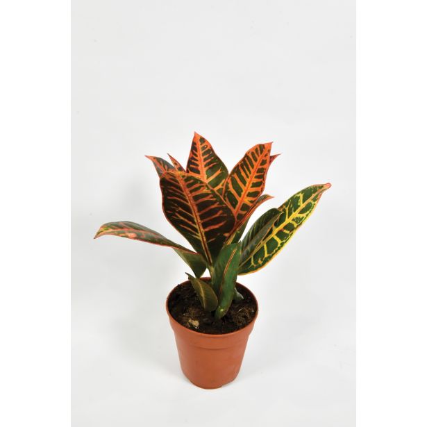 MIX ZELENIH RASTLIN NASADEK L12