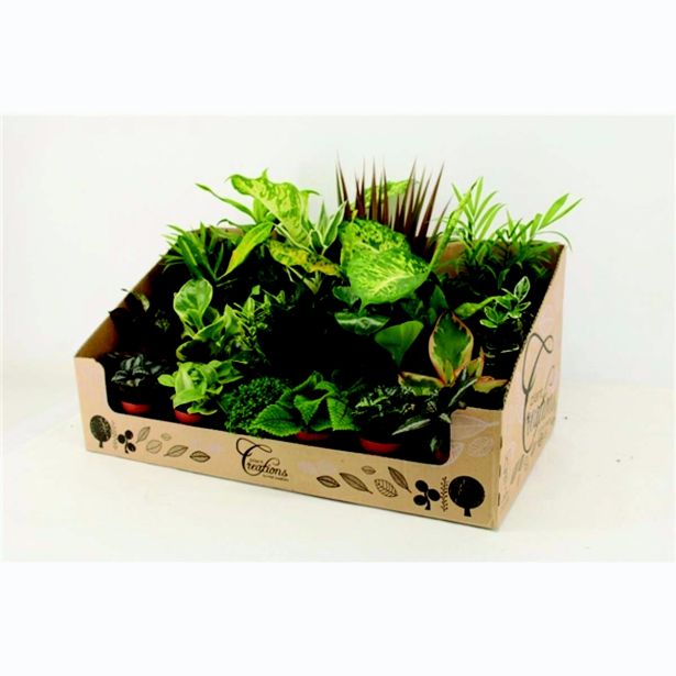 MIX ZELENIH RASTLIN NASADEK L9