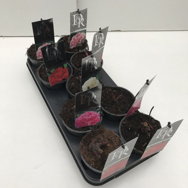 TRAJNICA NAVADNA POTONIKA MIX L12