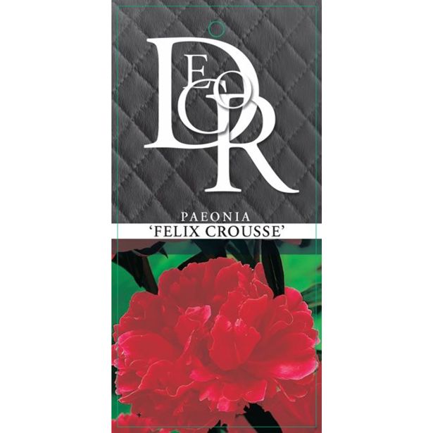 TRAJNICA NAVADNA POTONIKA MIX L12