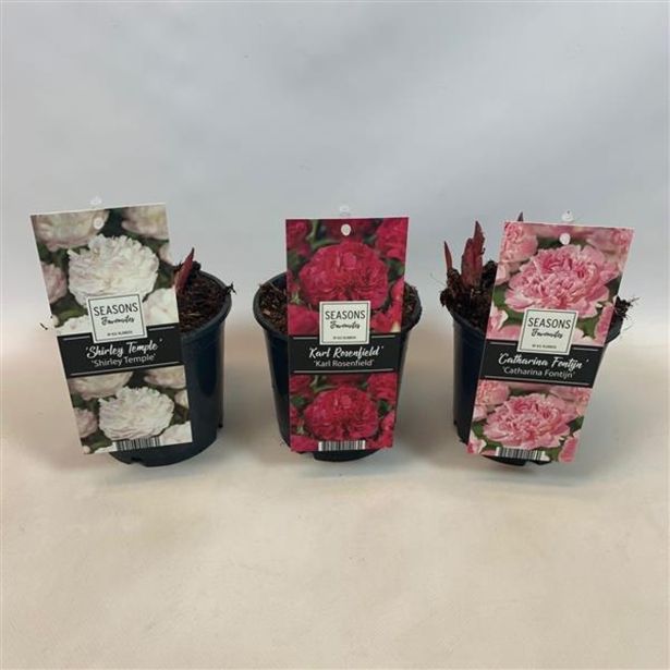 TRAJNICA NAVADNA POTONIKA MIX L13