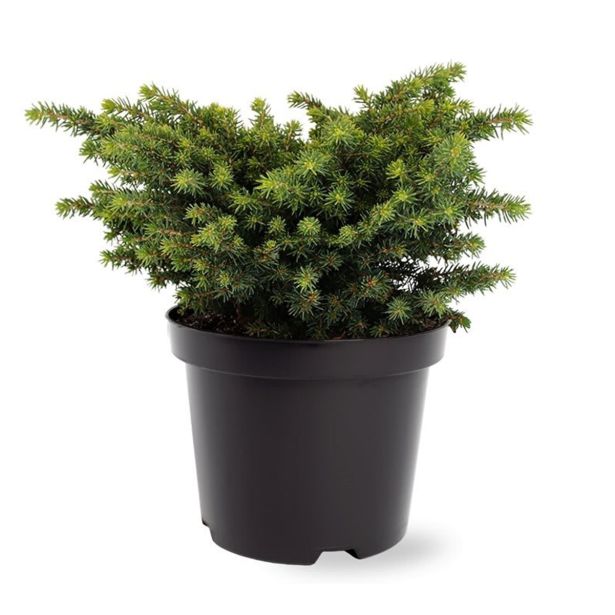 SMREKA NAVADNA LITTLE GEM L19