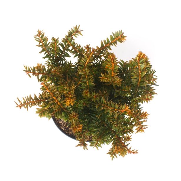 IGLAVEC NAVADNA TISA SEMPERAUREA L17