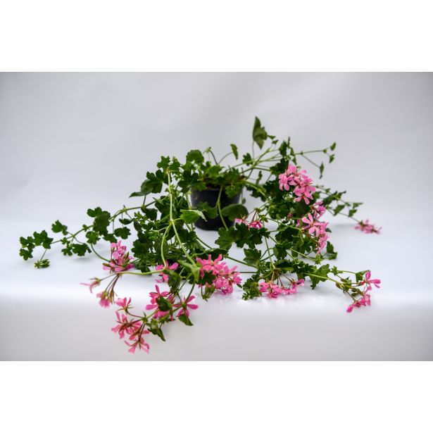 BRŠLJANKA NAVADNE BRŠLJANKE MIX L10