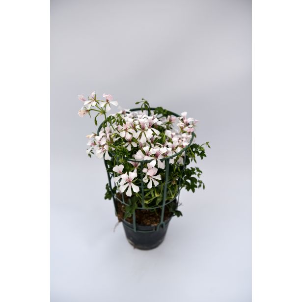 BRŠLJANKA NAVADNE BRŠLJANKE MIX L10