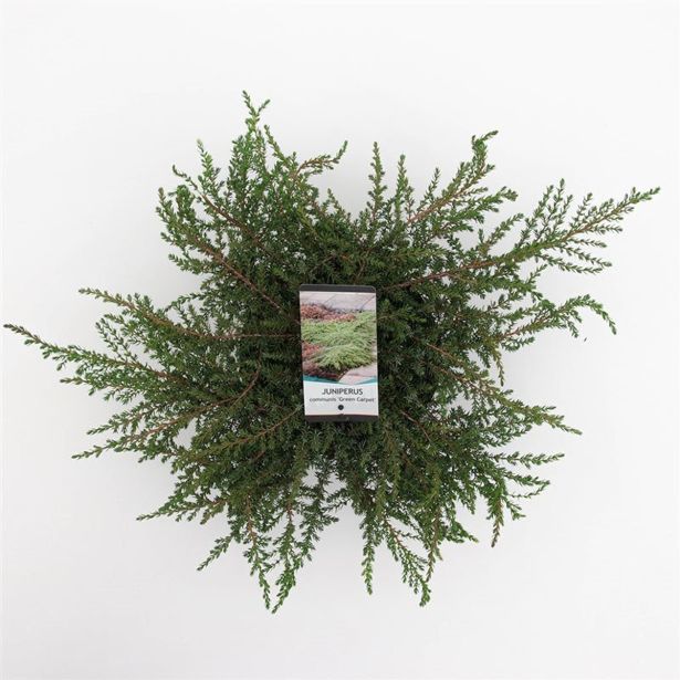 BRIN NAVADNI GREEN CARPET L19