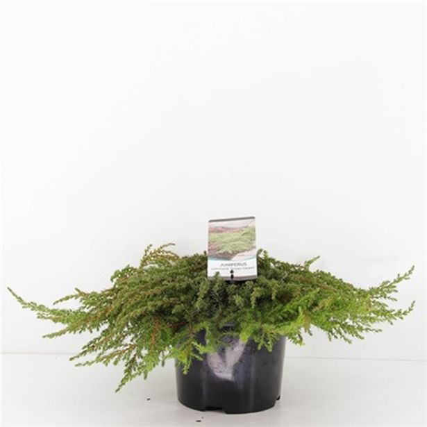 IGLAVEC NAVADNI BRIN GREEN CARPET L19