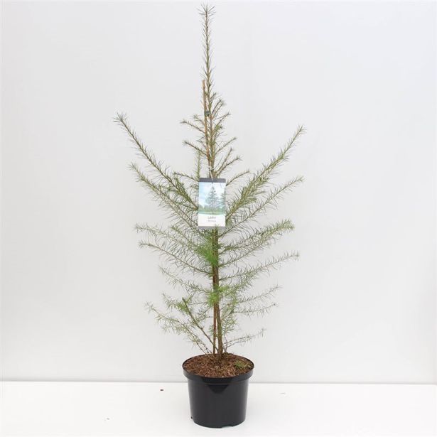 IGLAVEC NAVADNI MACESEN L23