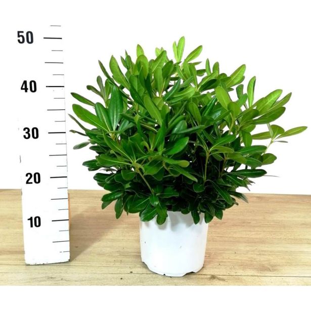 MEDITERANSKE RASTLINE NAVADNI PITOSPOR L19